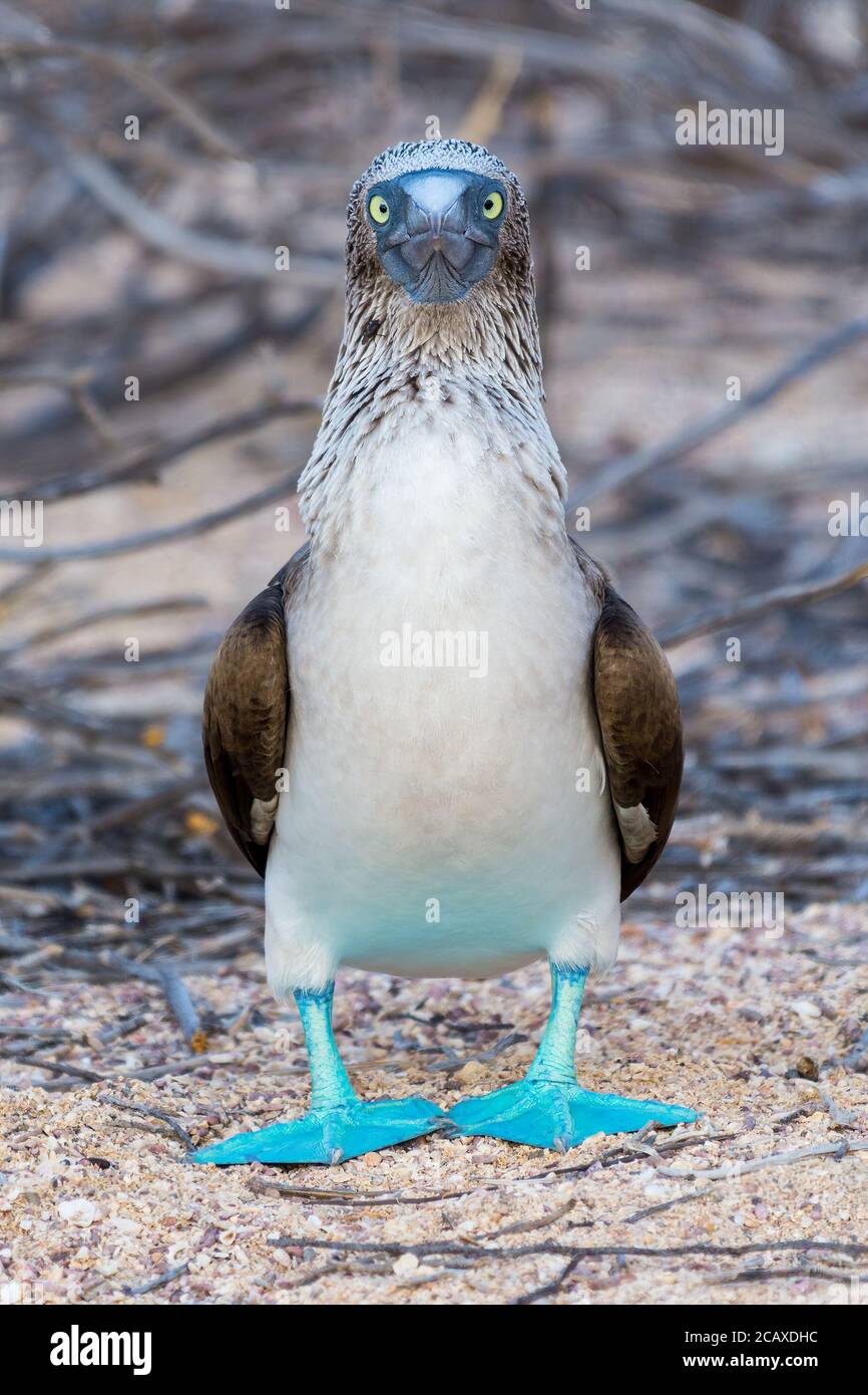 Voir version améliorée: Alamy référence 2HEJHN4.Vue de face d'un adulte Blue Footed Booby (Sula nebouxii) debout sur les îles Galapagos, Equateur. Banque D'Images