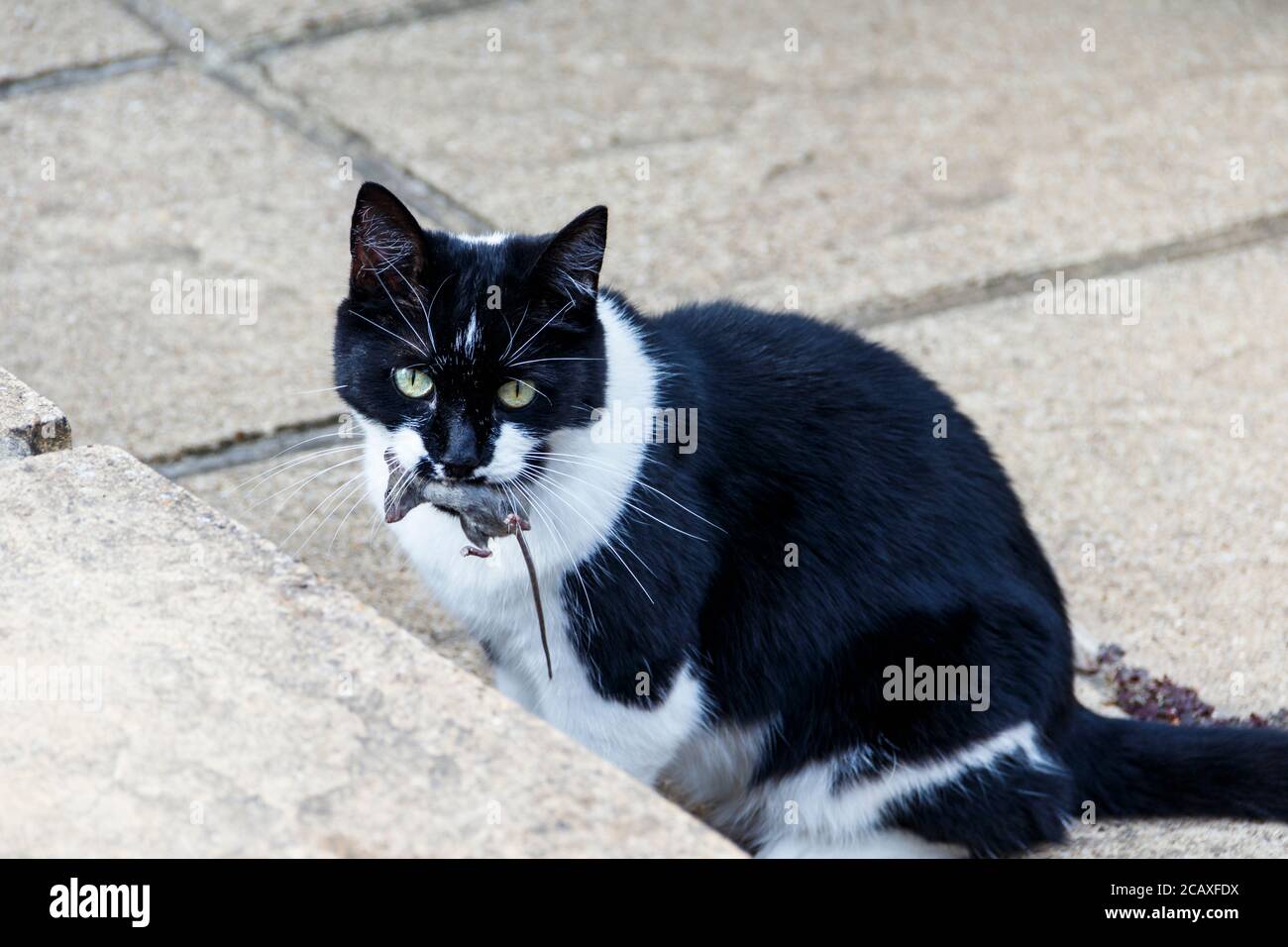 Un chat noir et blanc tenant une souris vivante dedans ses mâchoires Banque D'Images