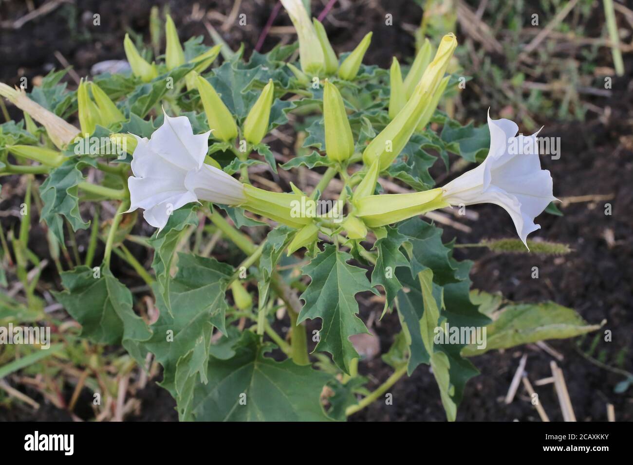 Datura stramonium, Thorn Apple. Plante sauvage en été. Banque D'Images