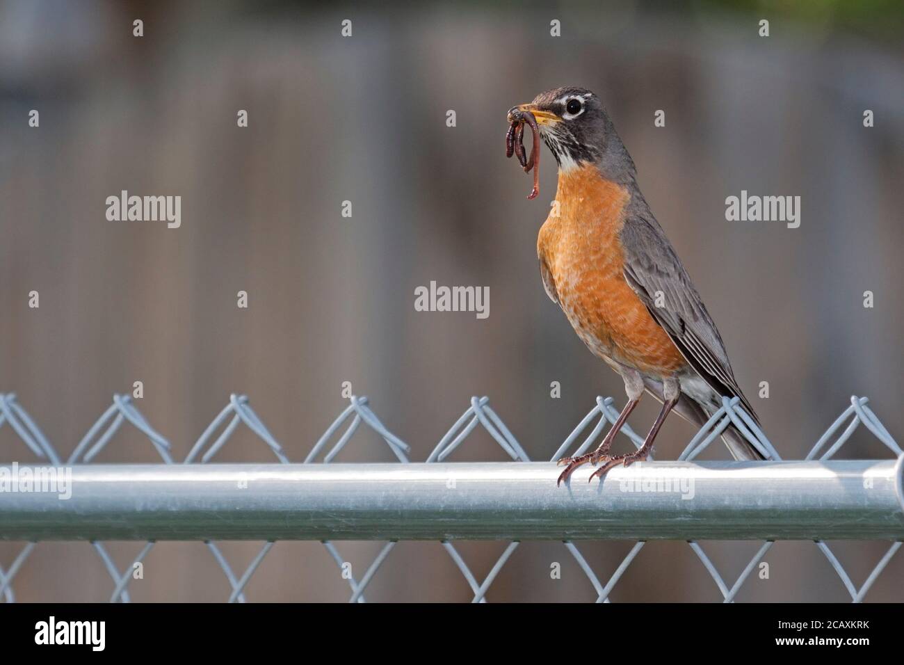 Un américain Robin enchaîne un ver de terre dans son bec tout en se tenant sur une clôture de chaînage. Banque D'Images Un américain Robin enchaîne un ver de terre dans son bec tout en se tenant sur une clôture de chaînage. Banque D'Images