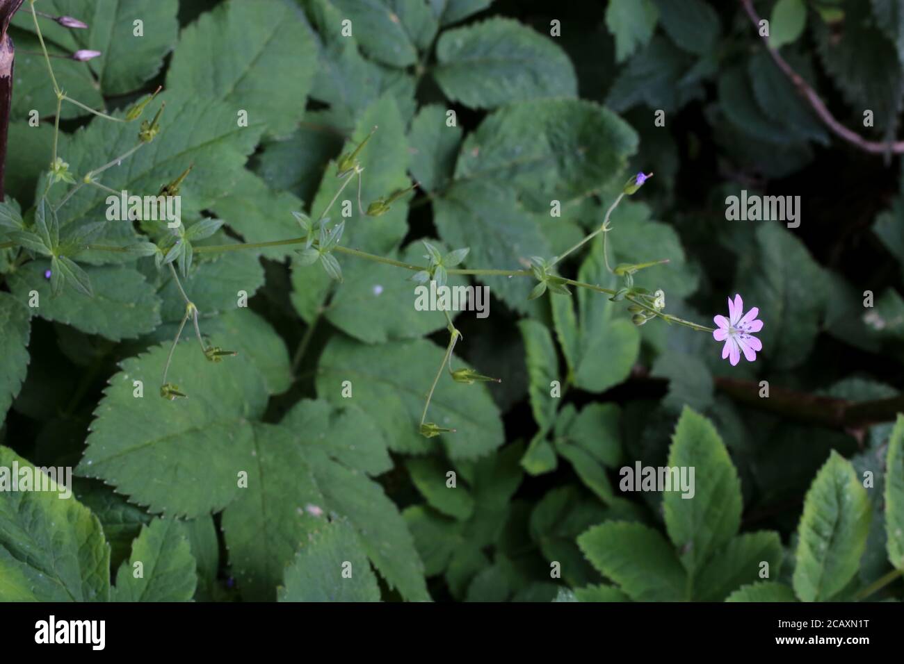 Géranium pyrénaicum, Cranesbill pyrénéen, Cranesbill de montagne. Plante sauvage en été. Banque D'Images