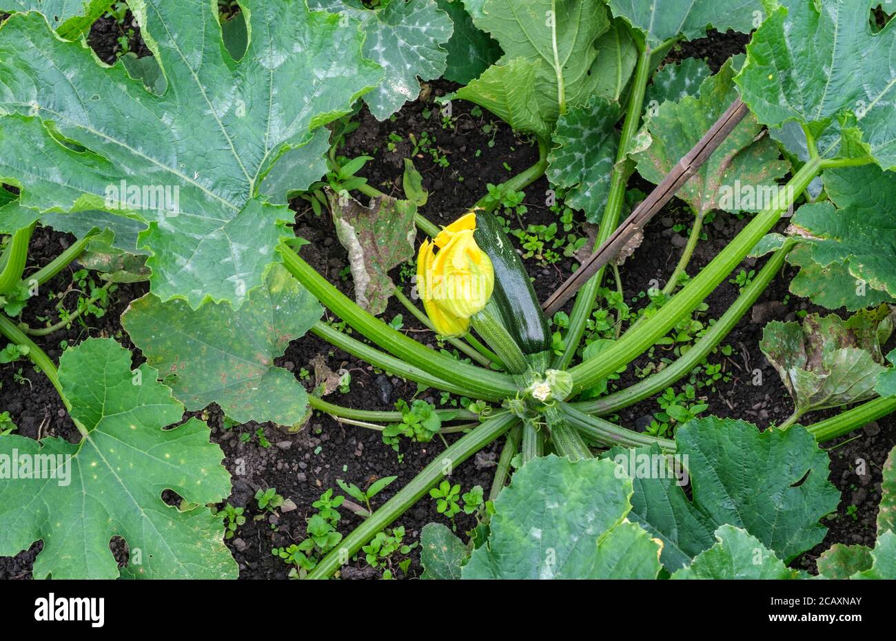 Plante de courgette avec fleur et courgette Banque D'Images