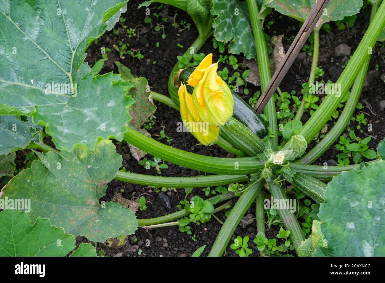 Plante de courgette avec fleur et courgette Banque D'Images