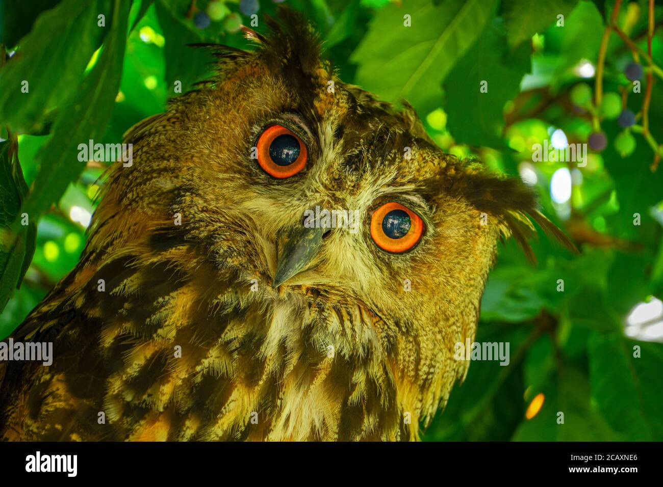 Le grand hibou à cornes était rouge avec des yeux orange Banque D'Images