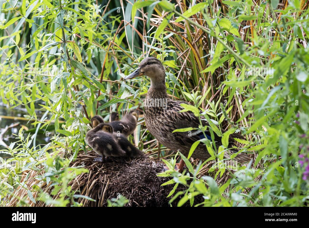 Canard colvert femelle (Anas platyrhyncos) avec conduits Banque D'Images