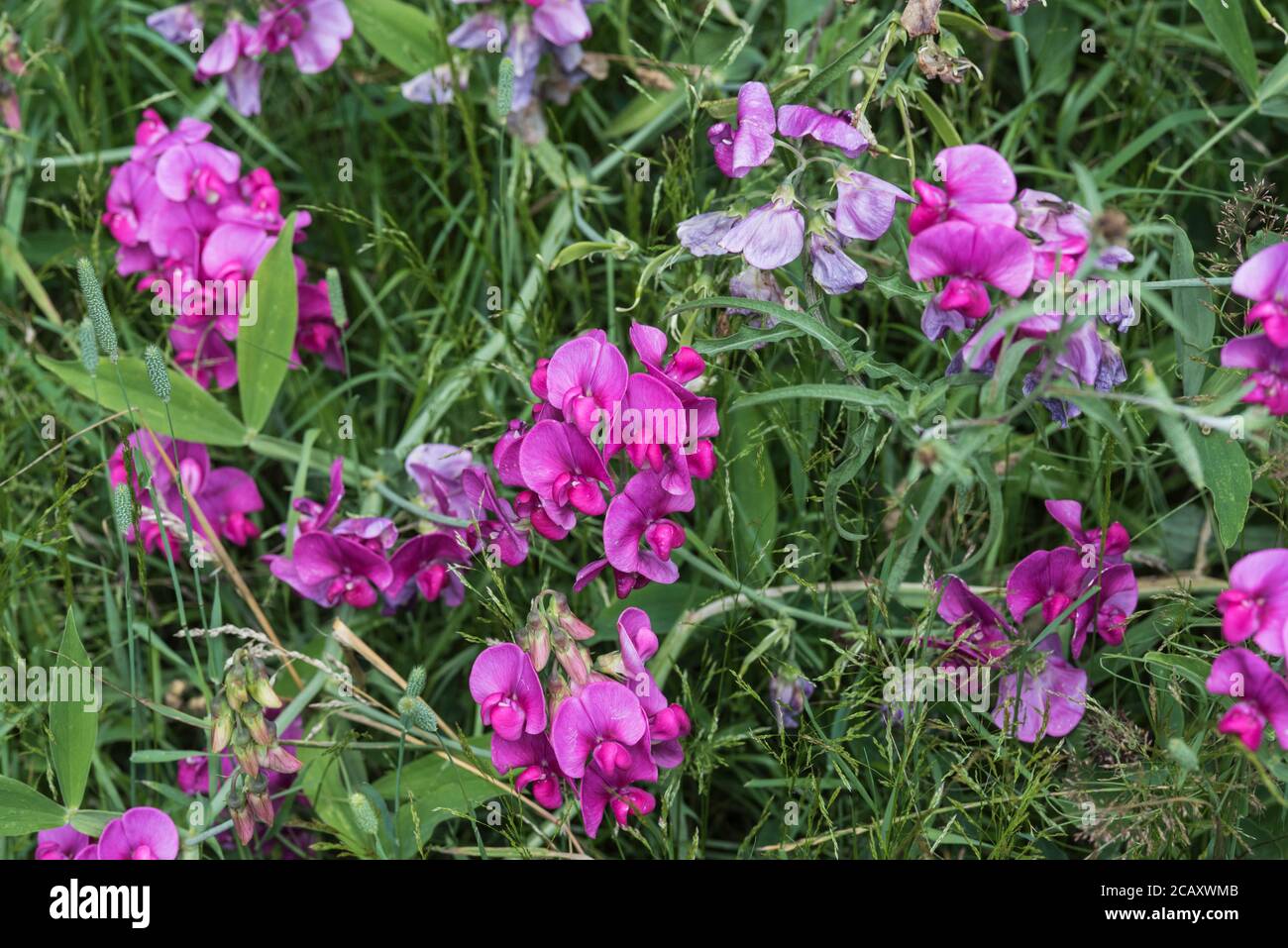 Fleurs de Pea éternelle (Lathyrus latifolius) Banque D'Images
