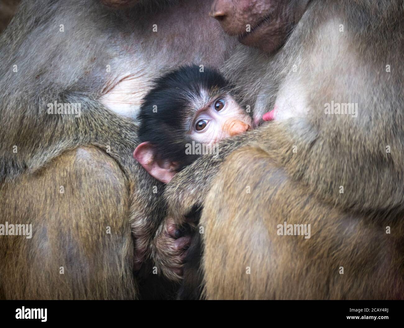 Un portrait en gros plan d'un singe gris jaune coloré singe sacré babouin Papio hamadryas primate famille mâle femme enfant bébé assis au zoo, Th Banque D'Images