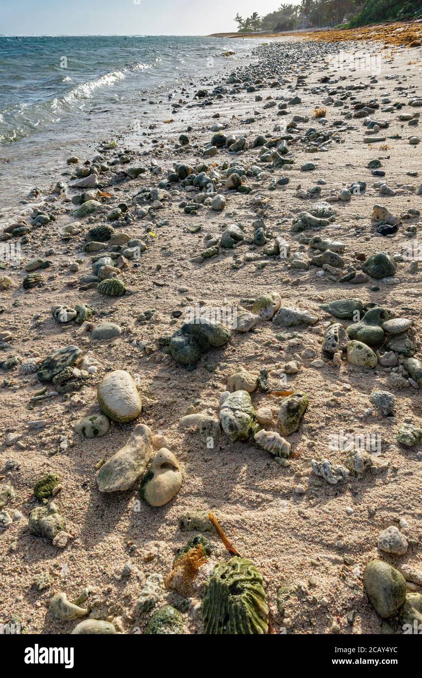 Rocky Beach, Grand Cayman Island Banque D'Images