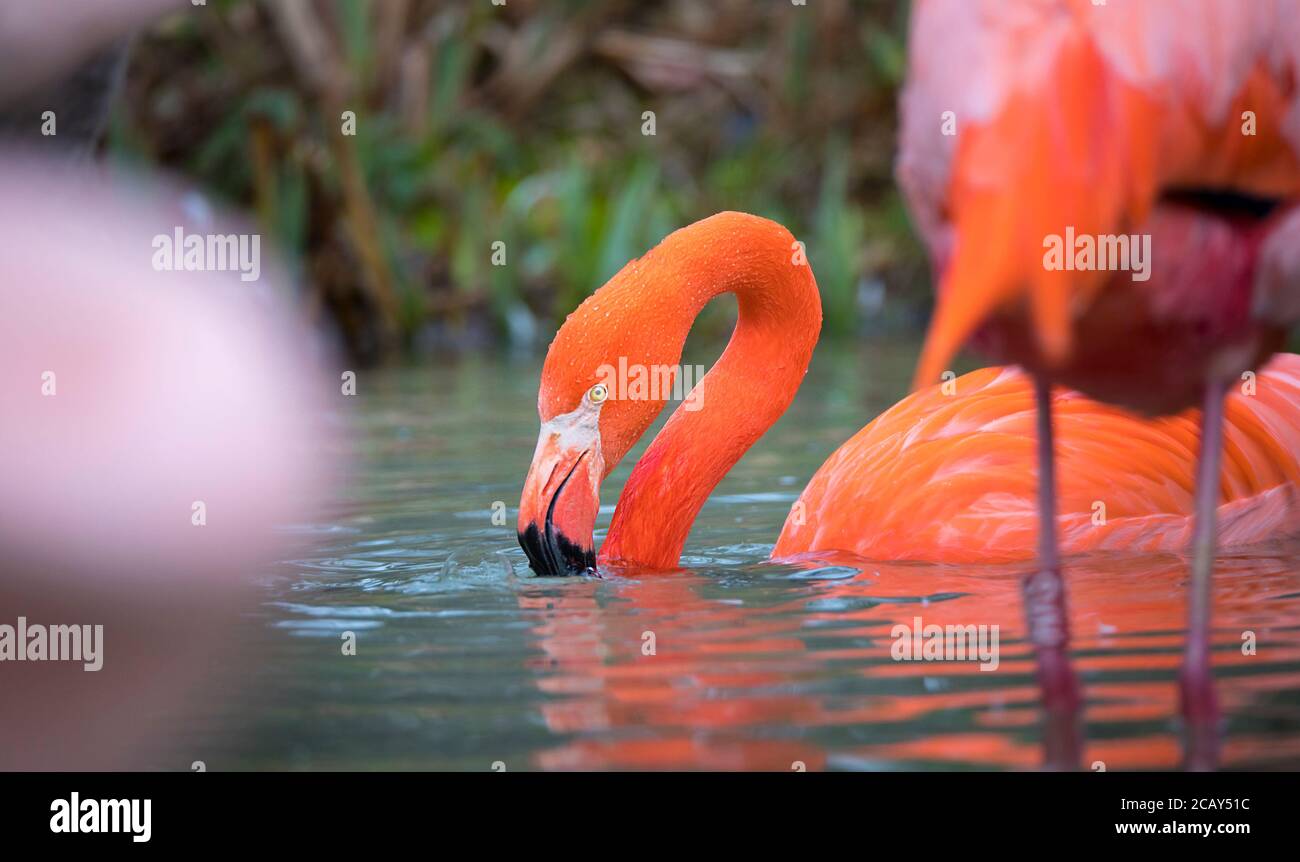 Vue en gros plan d'oiseau de Flamingo, beau plumage, tête, long neg, bec, oeil dans son environnement et avec fond d'eau, éclaboussures i Banque D'Images