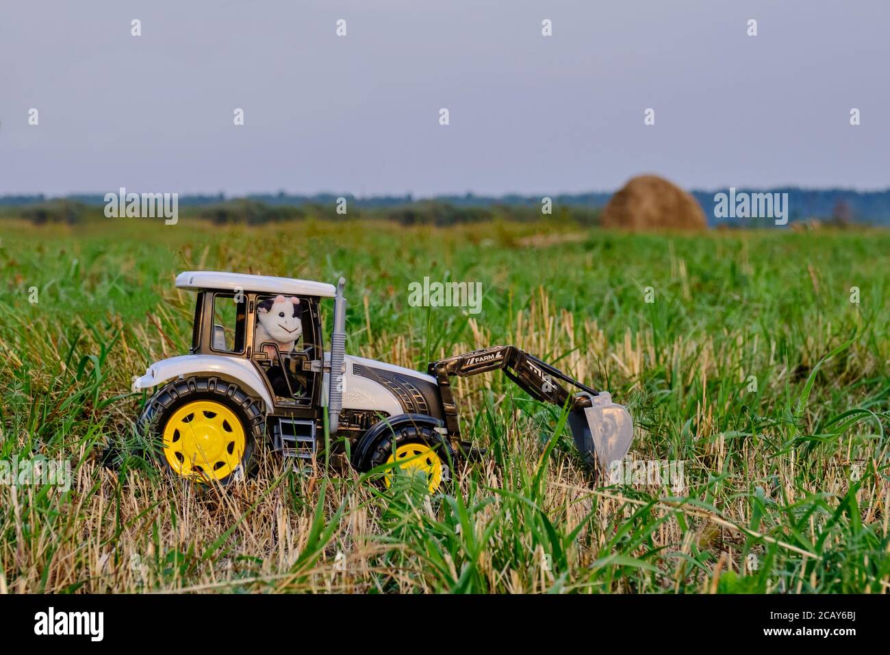 Tracteur jouet avec tracteur jouet conducteur vache sur le vrai agricole champ Banque D'Images