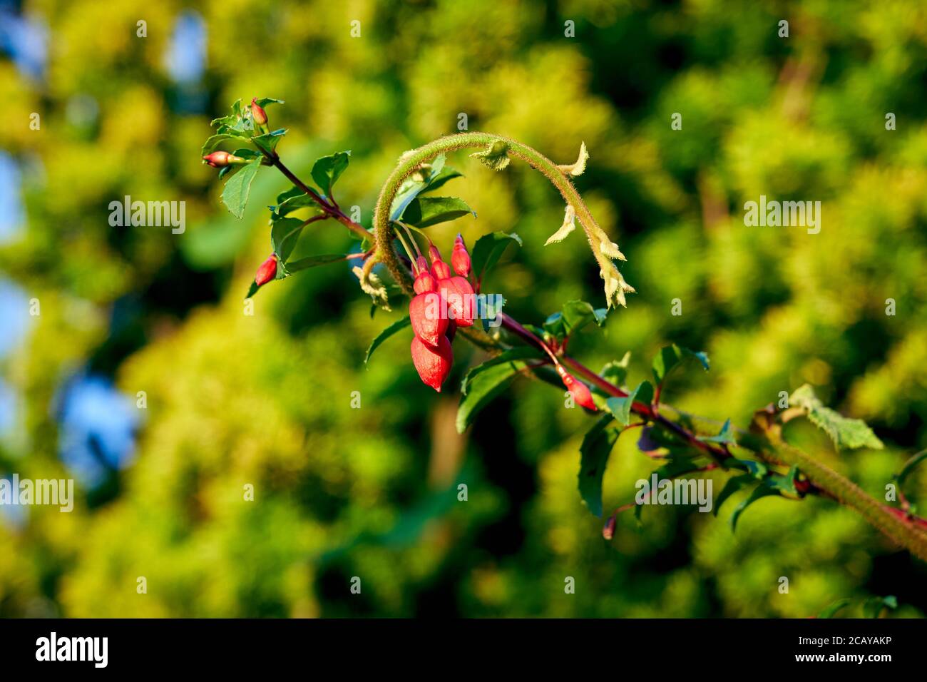 Fuchsia croissant dans un jardin britannique Banque D'Images