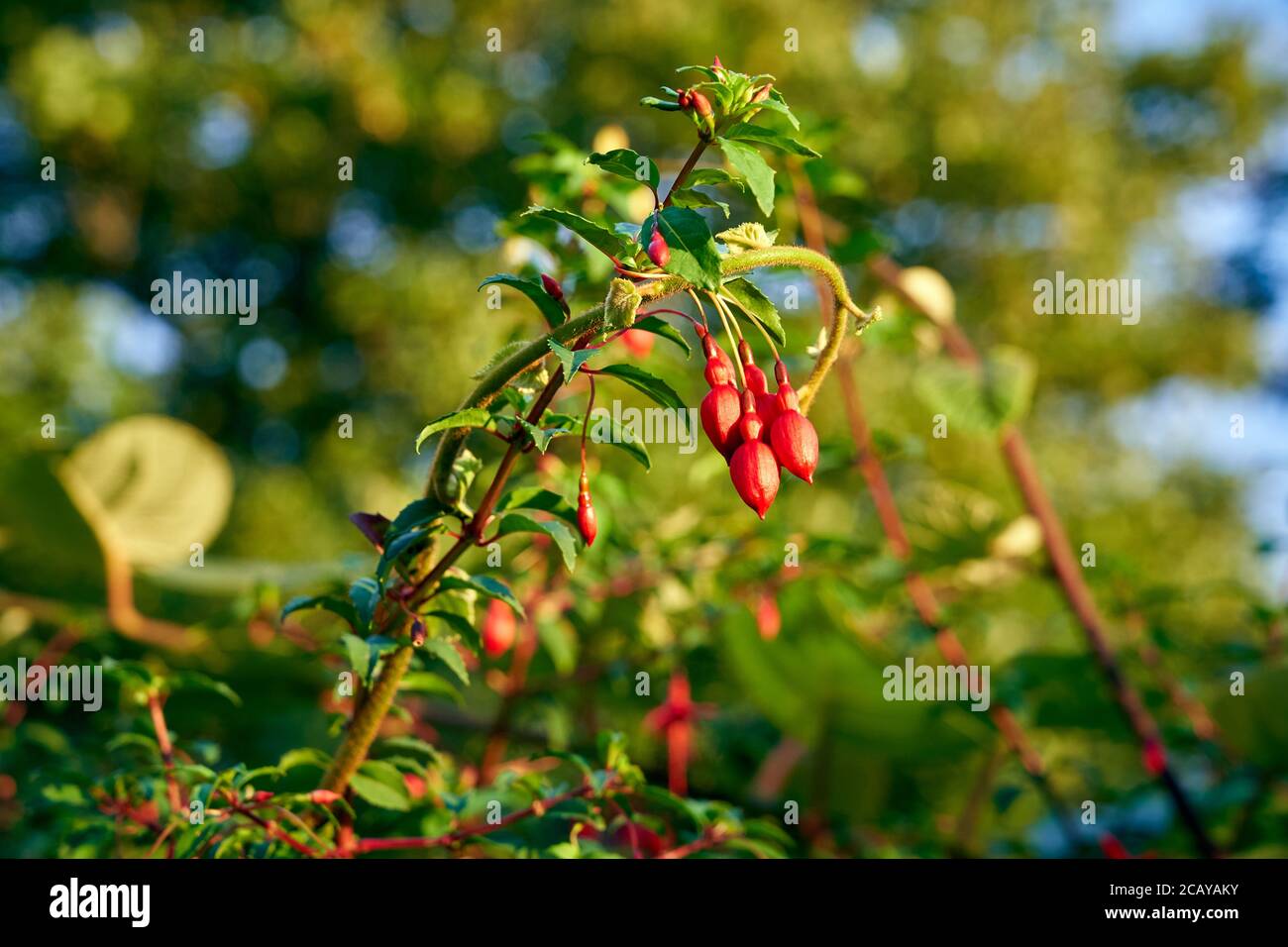 Fuchsia croissant dans un jardin britannique Banque D'Images