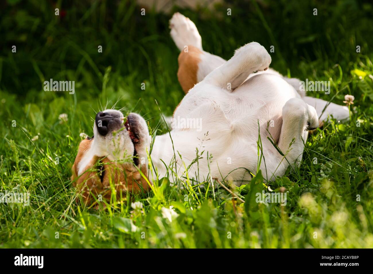 Chien de beagle tricolore roulant dans l'herbe le jour d'été. Banque D'Images