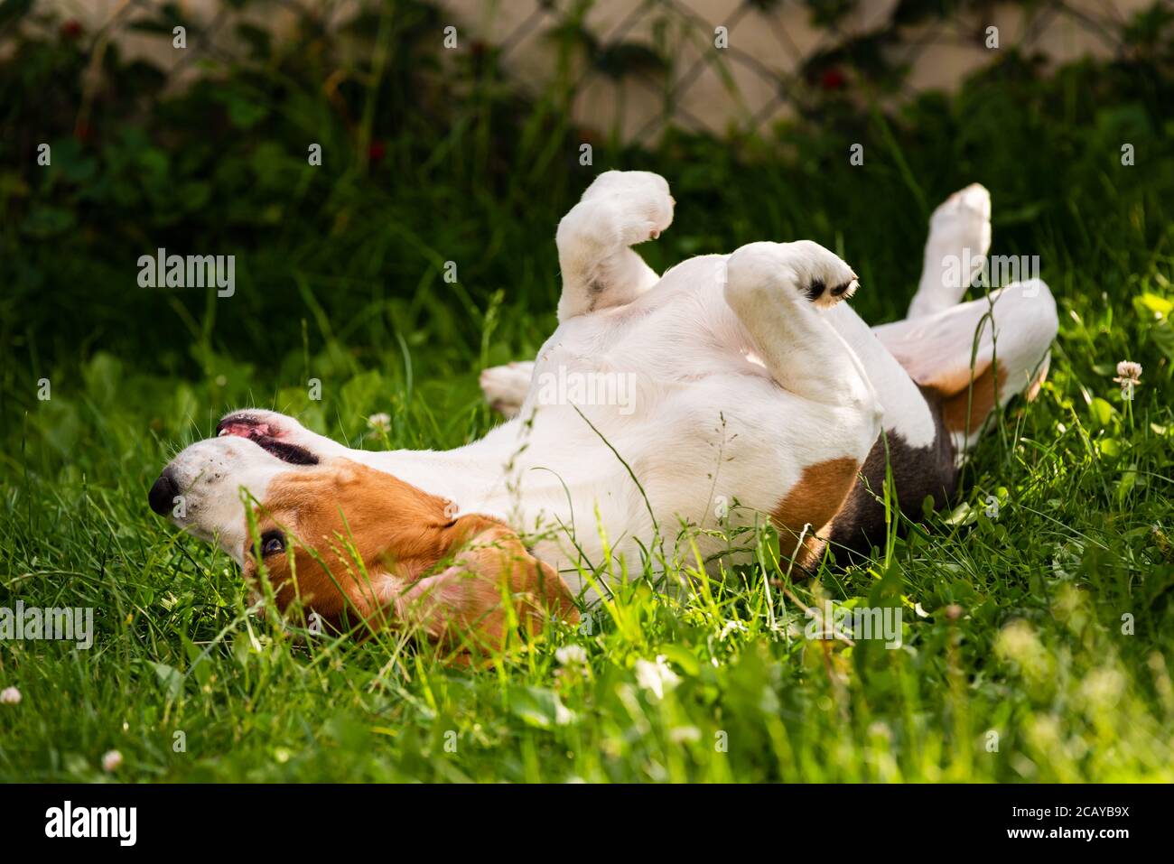 Chien de beagle tricolore roulant dans l'herbe le jour d'été. Banque D'Images