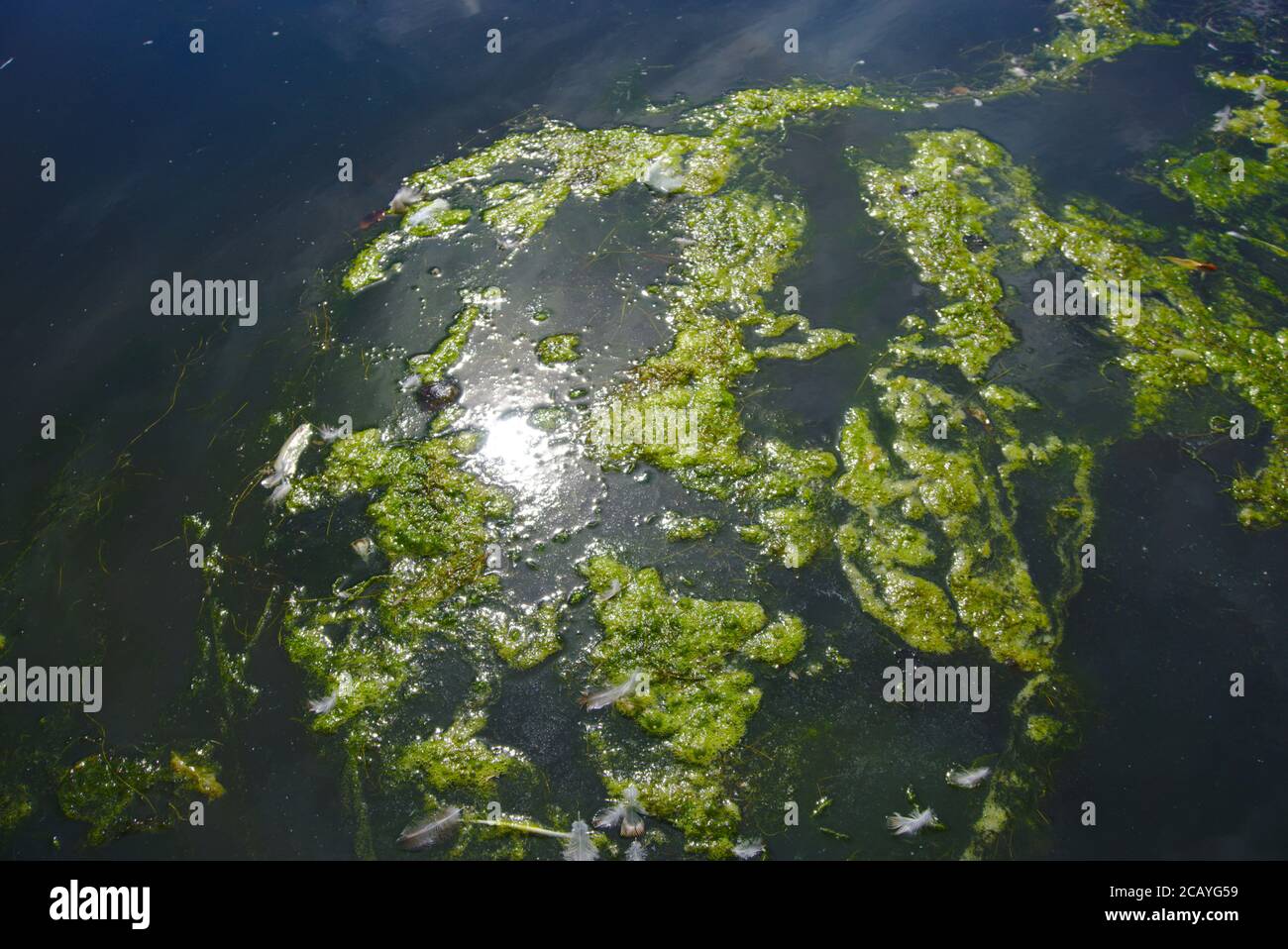 Prolifération d'algues, plumes d'oiseaux jetées et lumière du soleil réfléchie à la surface de Gunknowe Loch, Tweedbank, Roxburghshire, Scottish Borders, Royaume-Uni. Banque D'Images