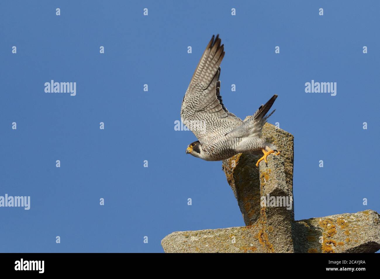 Adulte, homme, Peregrine Banque D'Images