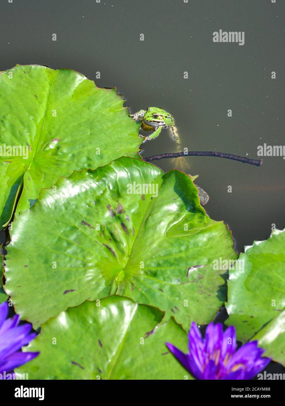 Une petite grenouille verte sur le bord d'un nénuphars bloc Banque D'Images