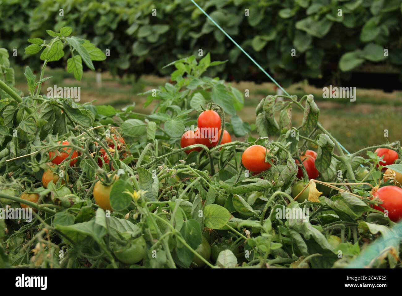 Enfield, Royaume-Uni. 8 août 2020. Une vue sur les tomates cerises mûres à la ferme Pick You Own.Pick Your Own Crop Farms est un « événement » d'été populaire au Royaume-Uni avec des gens qui vont cueillir des produits frais de ferme dans les fermes participantes. Crédit : David Mbiyu/SOPA Images/ZUMA Wire/Alay Live News Banque D'Images