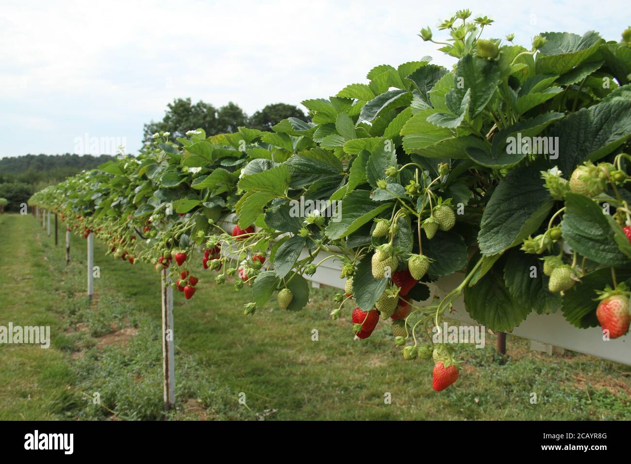 Enfield, Royaume-Uni. 8 août 2020. Une vue sur les fraises mûres à la ferme Pick You Own.Pick Your Own Crop Farms est un « événement » d'été populaire au Royaume-Uni avec des gens qui vont cueillir des produits frais de ferme dans les fermes participantes. Crédit : David Mbiyu/SOPA Images/ZUMA Wire/Alay Live News Banque D'Images