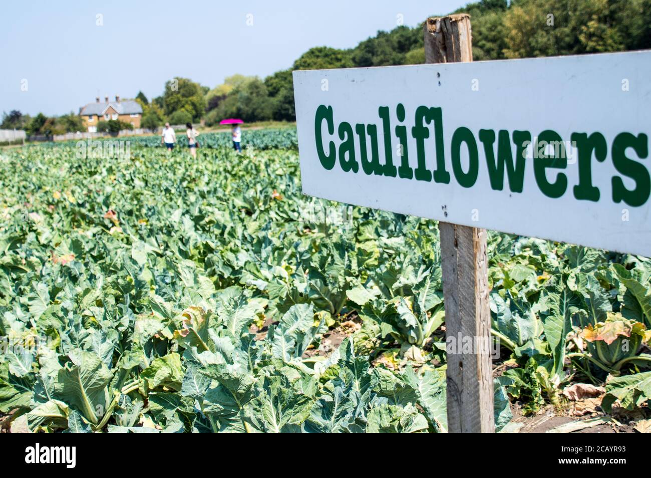 Chou-fleur Brassica oleracea dans cueillez votre propre champ de ferme Banque D'Images