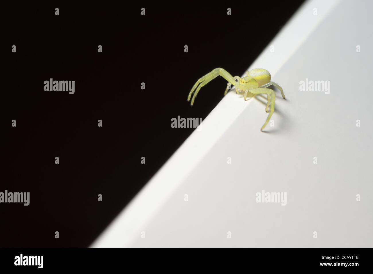 Scène abstraite, petite araignée jaune à pieds noirs explore la division entre les moitiés noire et blanche de l'image avec ses longues pattes. Copier l'espace. Banque D'Images