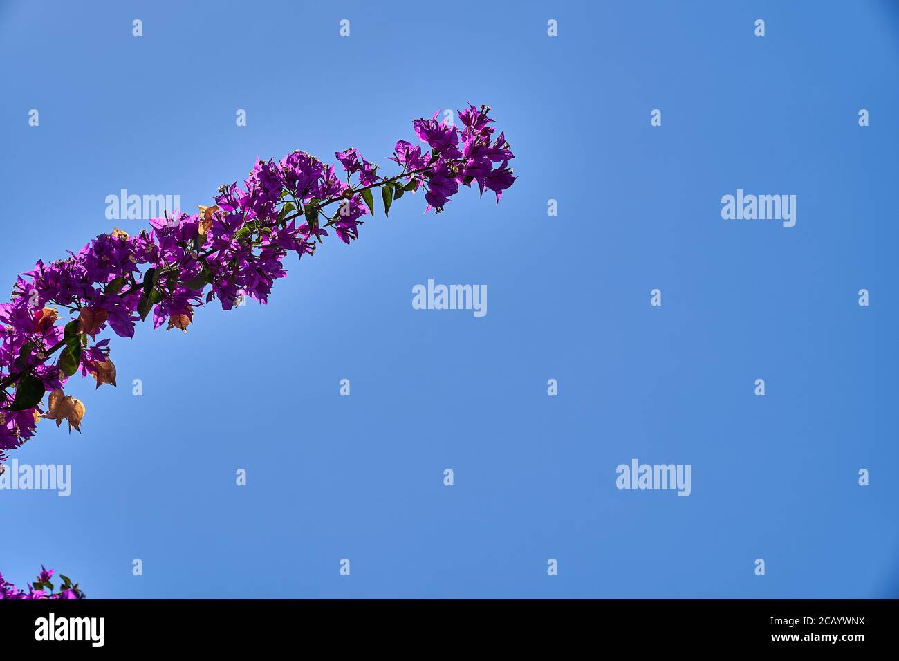 Fleurs violettes, Summertime à Alicante, Espagne, Europe, juillet 2020 Banque D'Images Fleurs violettes, Summertime à Alicante, Espagne, Europe, juillet 2020 Banque D'Images