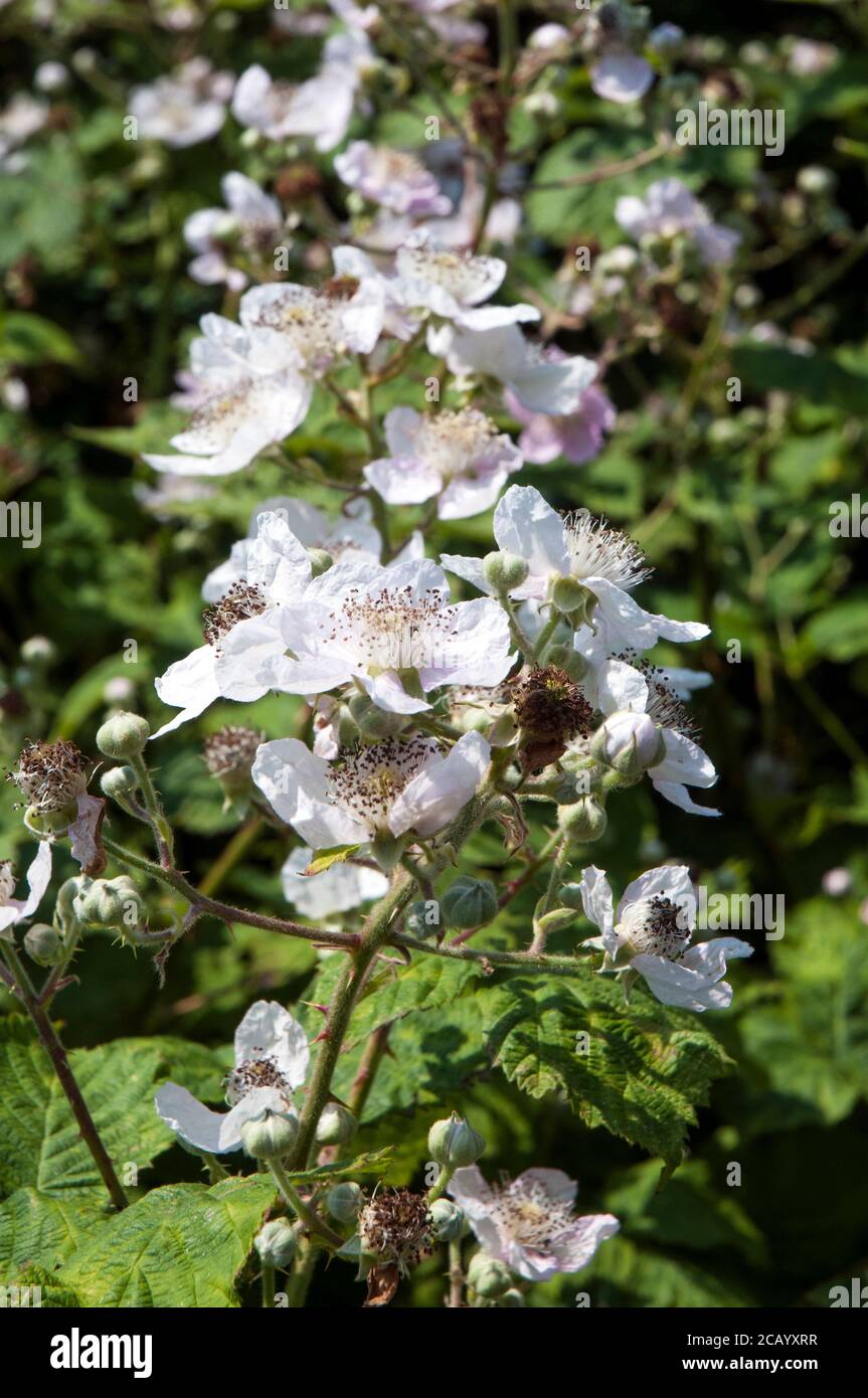 Gros plan sur un Rubus sauvage de brousse de blackberry Fruticosus UN arbuste épineux qui a des fleurs roses ou blanches et baies noires comestibles à la fin de l'été Banque D'Images