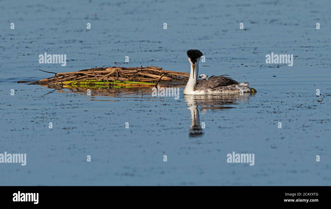 Oiseau Western Grebe avec un jeune poussin à un nid d'étang Banque D'Images