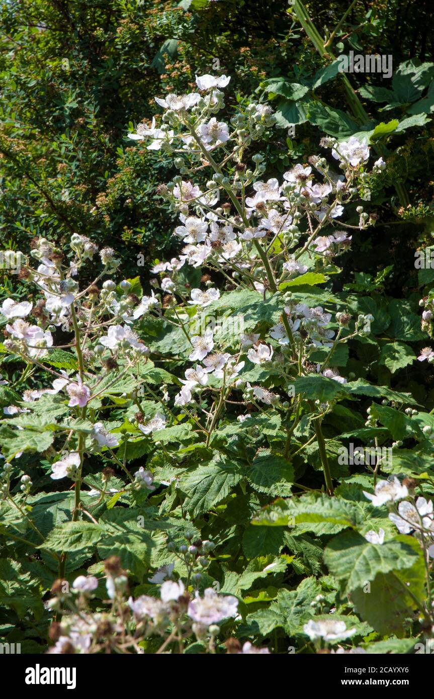 Fleurir sur une brousse sauvage Rubus fruticosus UNE épineuse arbuste à fleurs roses ou blanches et noir comestible baies à la fin de l'été et en automne Banque D'Images
