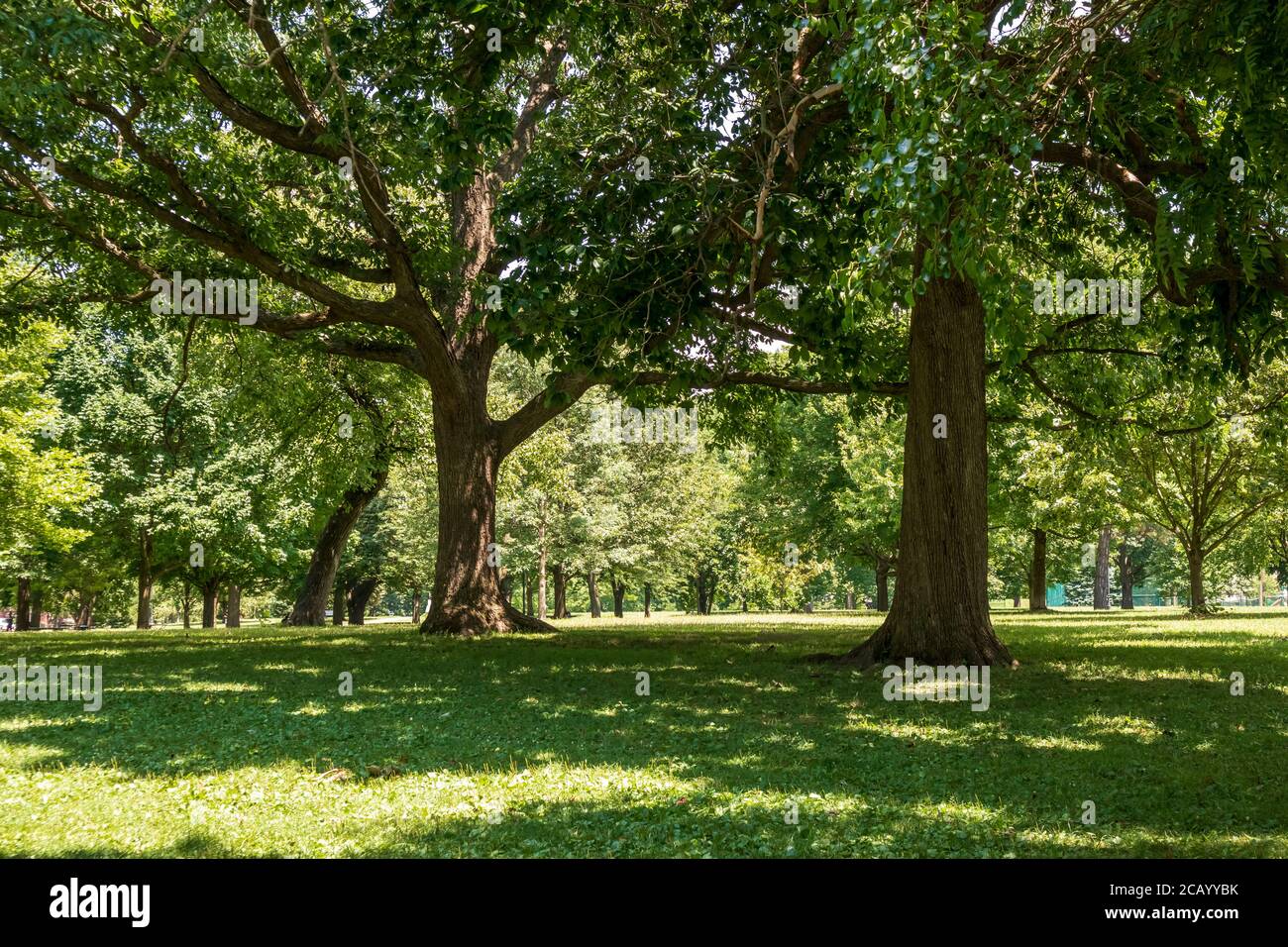 Beaux arbres dans Schiller Park dans le village allemand, Columbus, Ohio Banque D'Images