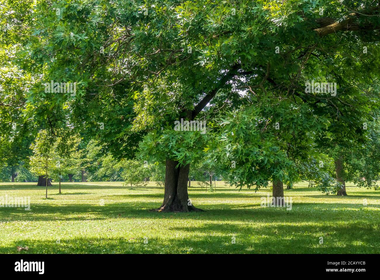 Beaux arbres dans Schiller Park dans le village allemand, Columbus, Ohio Banque D'Images