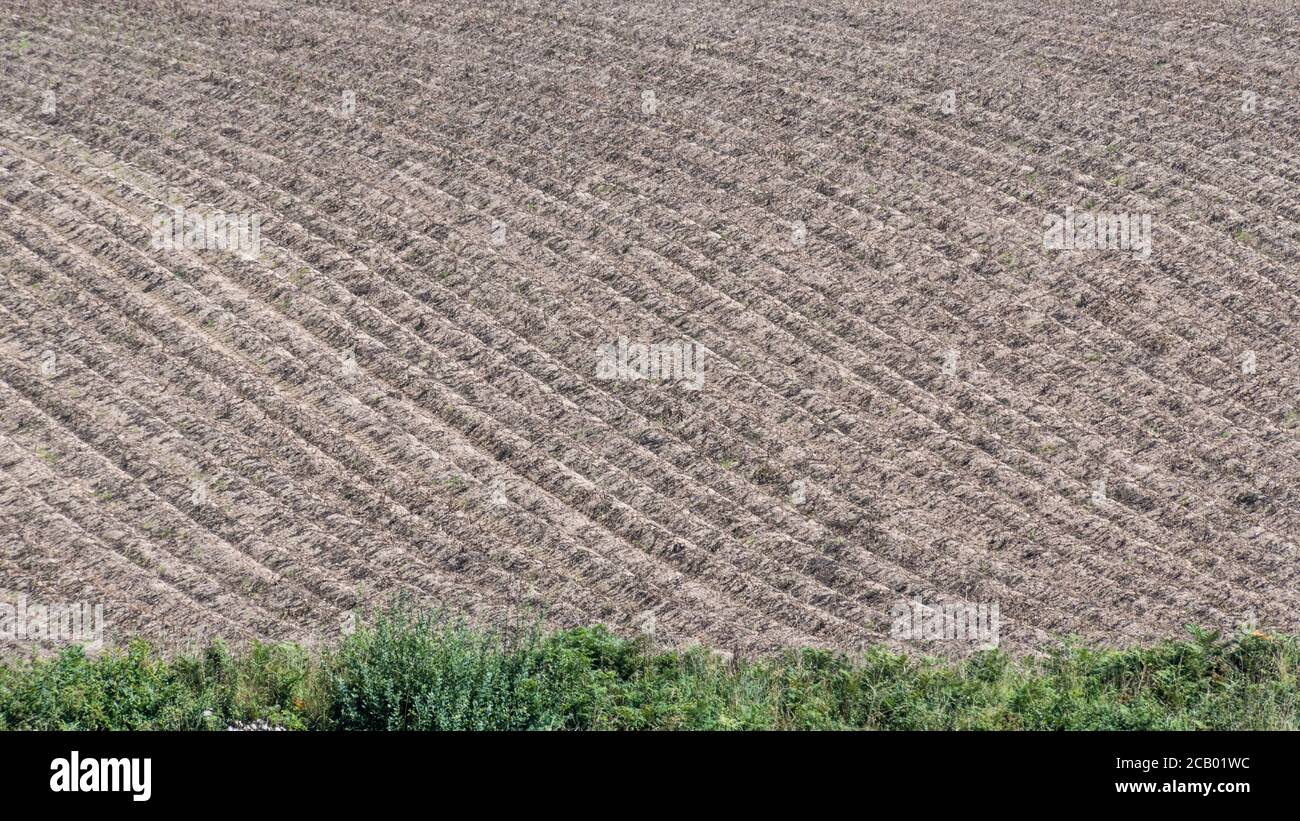 16:9 paysage. Champ abstrait de crêtes de pommes de terre en feuilles avec plantes défoliées et mort de retour des pailles en attente de récolte (habituellement 2 semaines après le nappage). Banque D'Images
