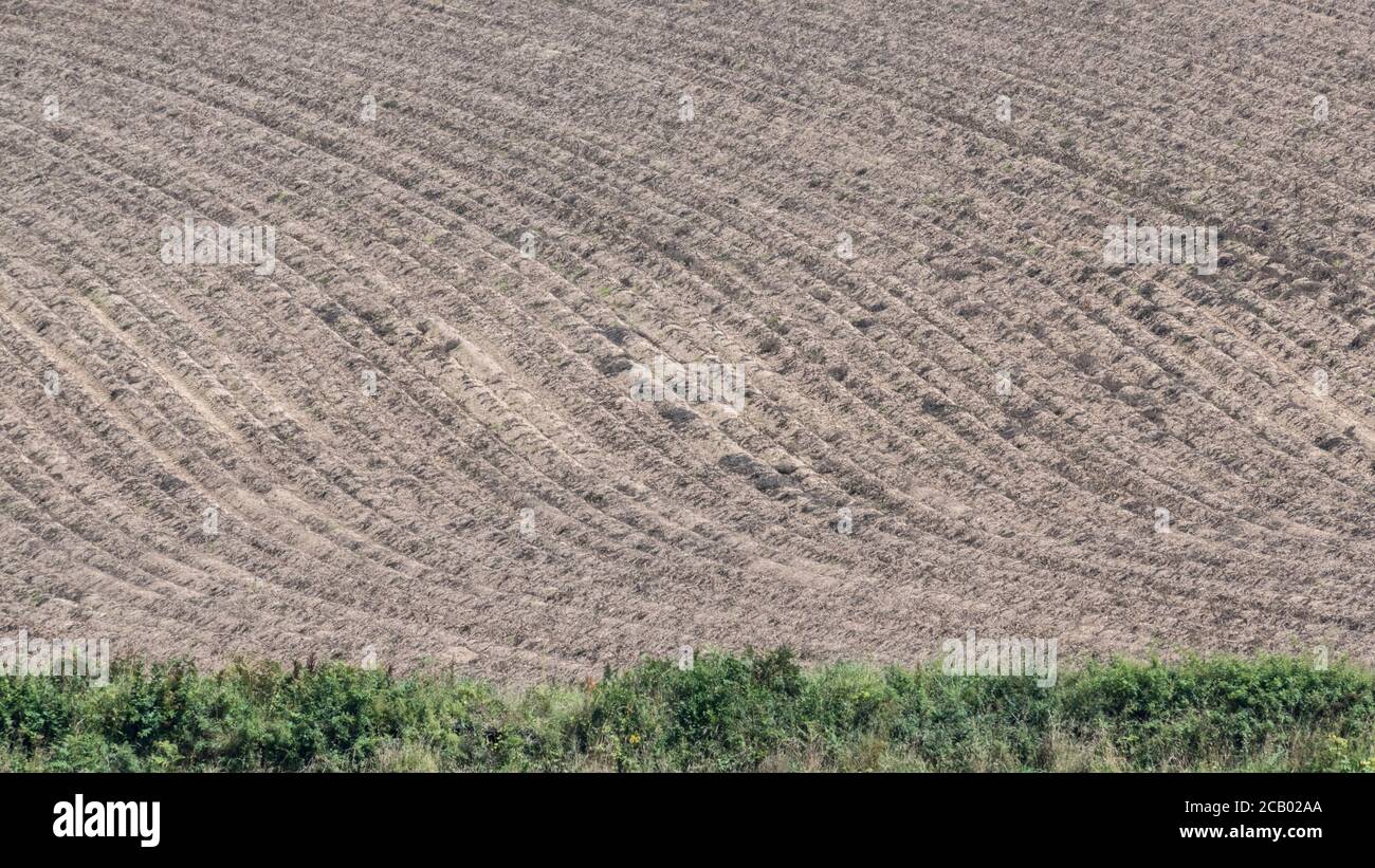 16:9 paysage. Champ abstrait de crêtes de pommes de terre en feuilles avec plantes défoliées et mort de retour des pailles en attente de récolte (habituellement 2 semaines après le nappage). Banque D'Images