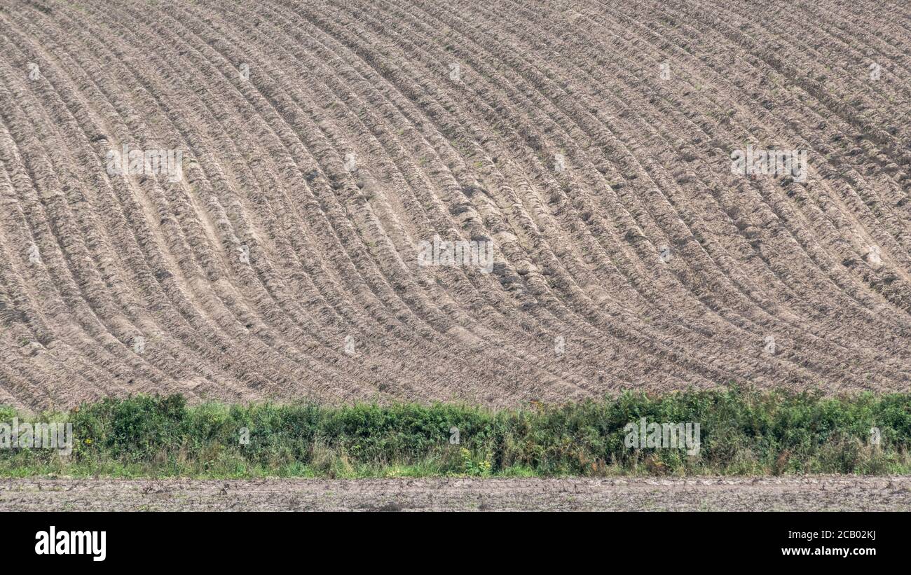 16:9 paysage. Champ abstrait de crêtes de pommes de terre en feuilles avec plantes défoliées et mort de retour des pailles en attente de récolte (habituellement 2 semaines après le nappage). Banque D'Images