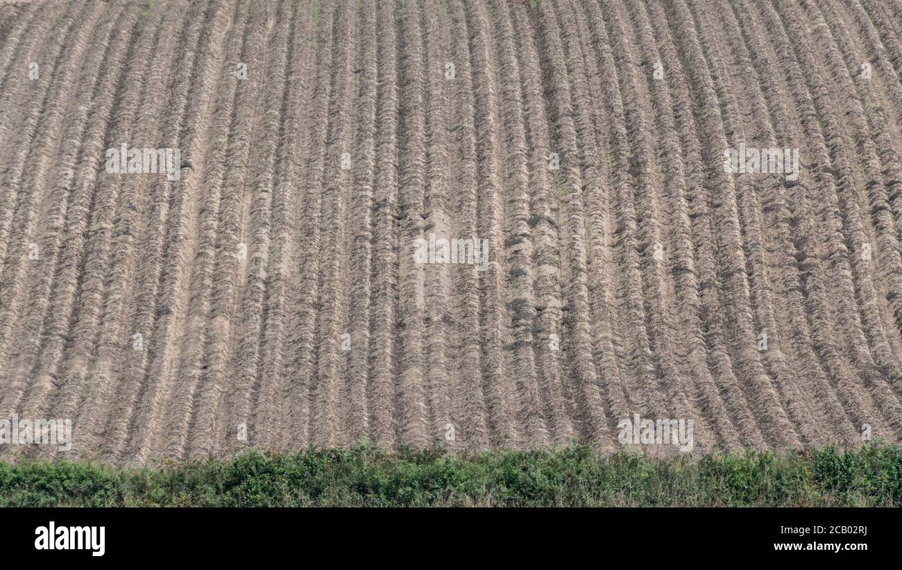 16:9 paysage. Champ abstrait de crêtes de pommes de terre en feuilles avec plantes défoliées et mort de retour des pailles en attente de récolte (habituellement 2 semaines après le nappage). Banque D'Images