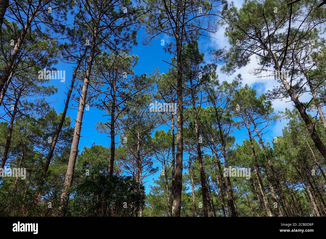 Pins bois sur un plantaion dans une forêt près de Bordeaux sous ciel bleu. Banque D'Images