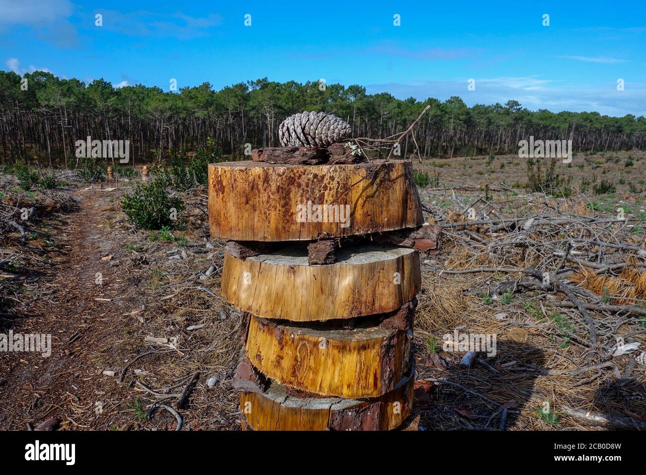Tour symbolique de bois sur une zone de coupe à blanc dans la forêt avec des pins coupés comme une forme de déforestation contribuant au changement climatique. Banque D'Images
