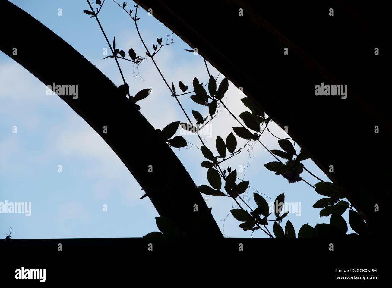 Cobaea scandens. Tasse et soucoupe de feuilles de vigne qui poussent au-dessus d'un bâtiment de jardin. Silhouette Banque D'Images