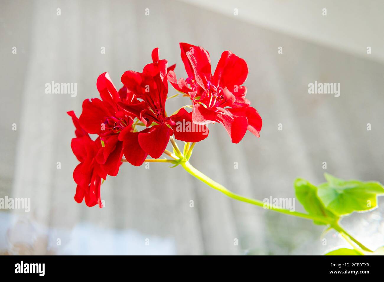 Géranium corail rouge. Pélargonium. Lit fleuri. Plantes de jardin. Belle inflorescence. Feuilles vertes. Banque D'Images