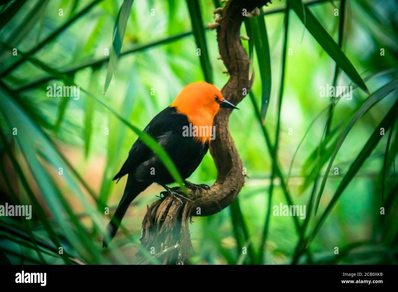 Blackbird à tête écarlate, Amblyramphus holosericeus, oiseau noir à tête rouge orange dans la forêt tropicale de la jungle. Blackbird assis sur l'arbre avec g Banque D'Images