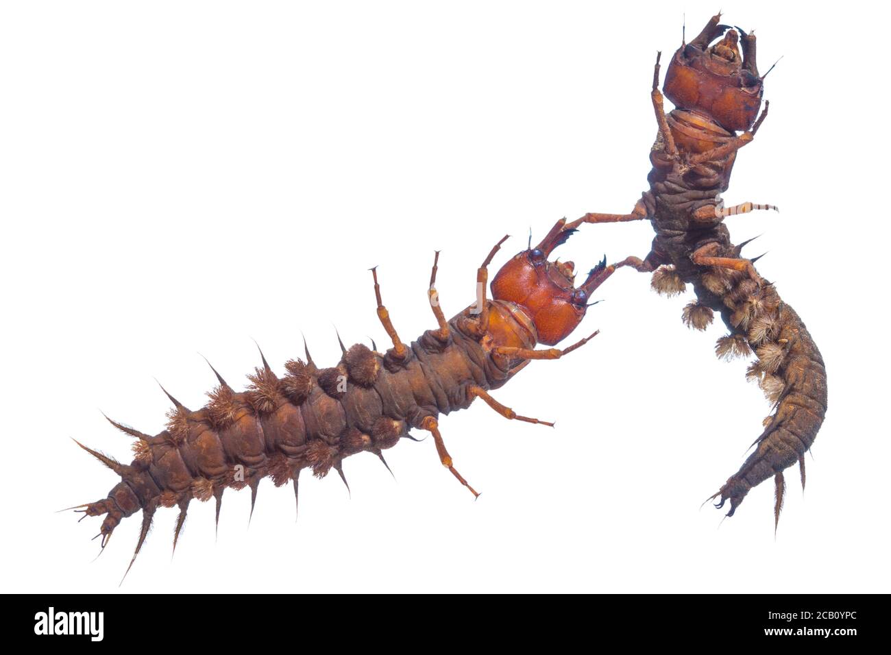 Corydaluus est un genre de gros insectes volants de la famille des Corydalidae, communément appelés dobsonflies. Banque D'Images