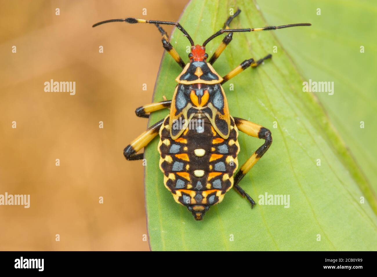 Mesquite géant immature Bug du genre Thasus (Hemiptera, Coreidae). Tolima, Colombie. Banque D'Images