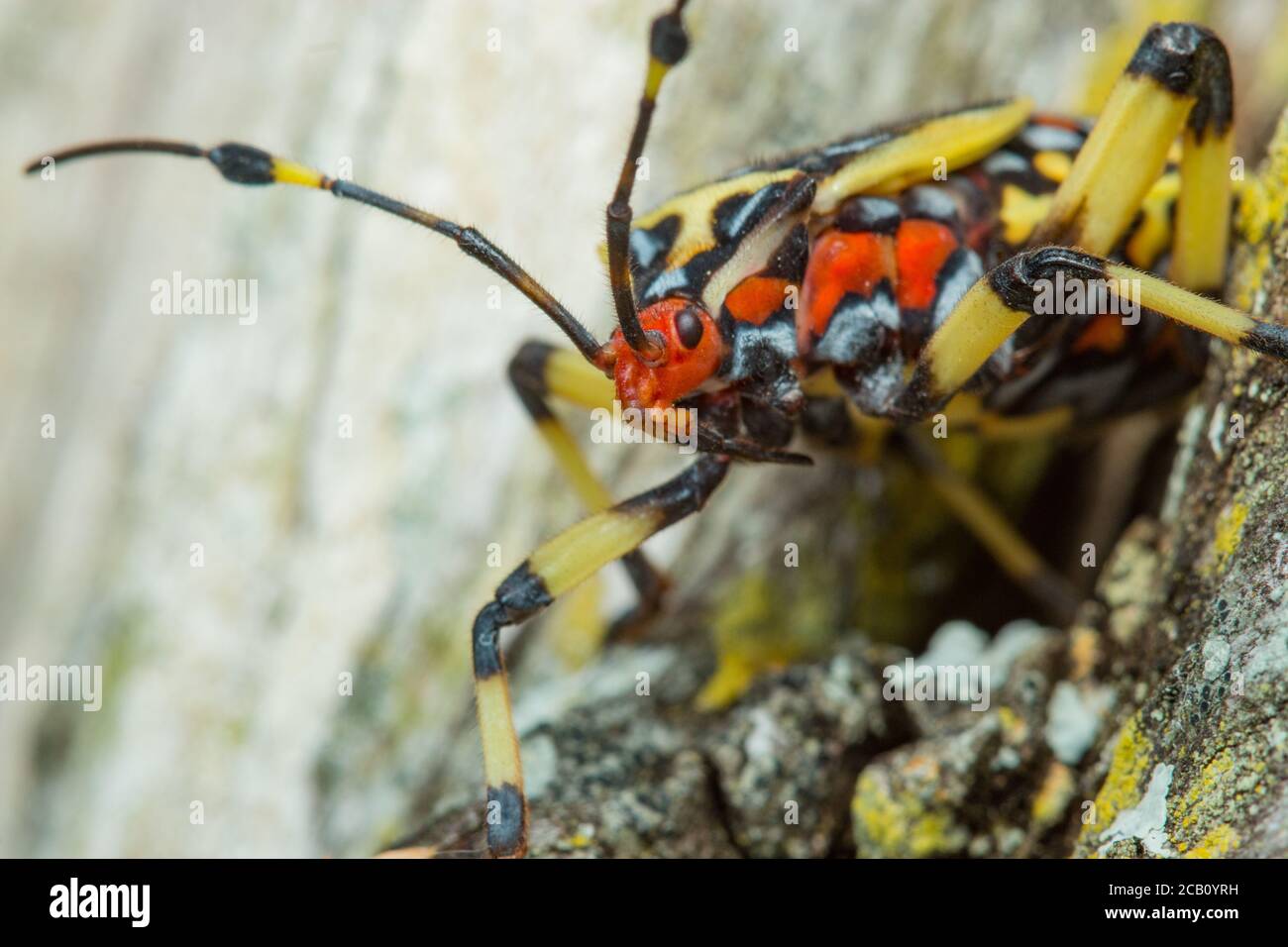 Mesquite géant immature Bug du genre Thasus (Hemiptera, Coreidae). Tolima, Colombie. Banque D'Images