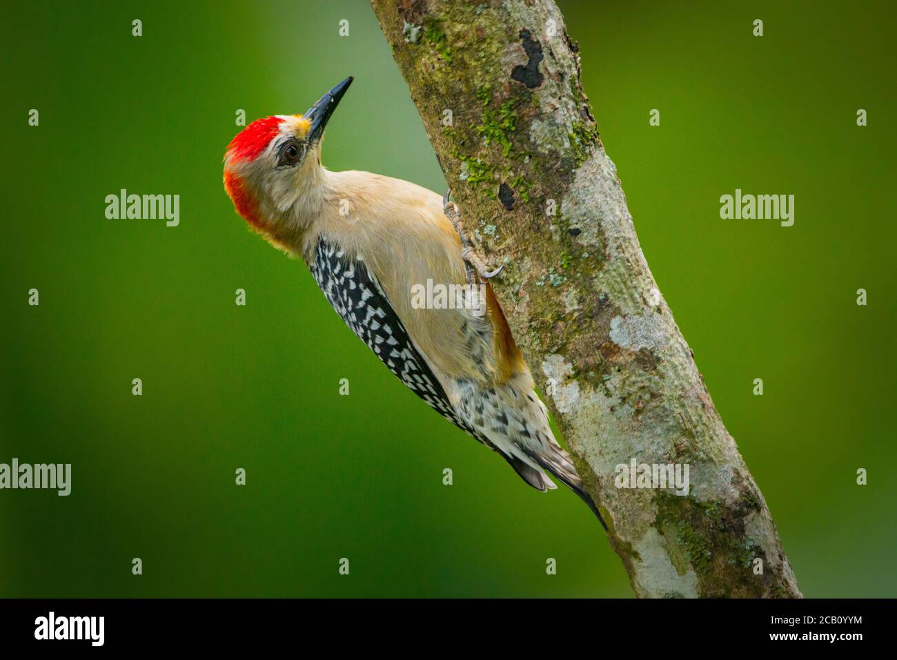 Le pic à couronne rouge (Melanerpes rubricapillus), un oiseau reproducteur résident du sud-ouest du Costa Rica au sud de la Colombie, du Venezuela, des Guianas et Banque D'Images