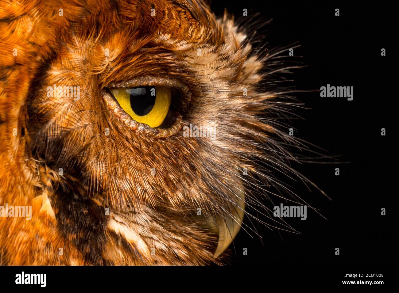 Gros plan de la chouette des hurlements tropicaux (Megascops choliba), Icononzo, Tolima, Colombie Banque D'Images