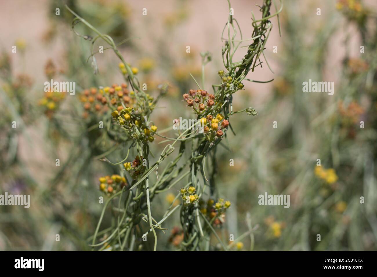 Inflorescences jaunes, milkweed de Vine de l'Utah, Funastrum Utahense, Apocynacées, vivaces indigènes, paumes de Twentynine, désert de Mojave du Sud, Springtime. Banque D'Images