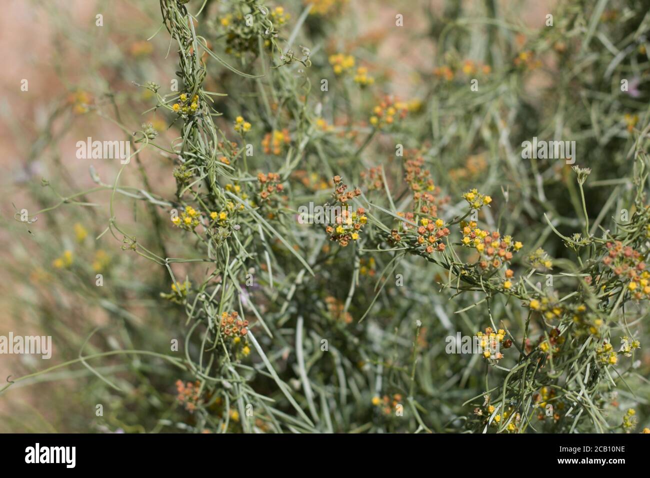 Inflorescences jaunes, milkweed de Vine de l'Utah, Funastrum Utahense, Apocynacées, vivaces indigènes, paumes de Twentynine, désert de Mojave du Sud, Springtime. Banque D'Images
