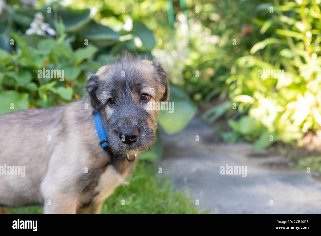Un beau chien-loup irlandais gris beige de deux mois à la tête dans un  jardin.chien-loup irlandais reposant dans la nature. Temps  ensoleillé.Portrait chien drôle Photo Stock - Alamy
