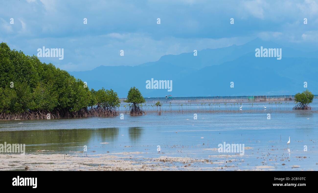 Vacances sur l'île aux Philippines El Nido et Puerto princessa Banque D'Images