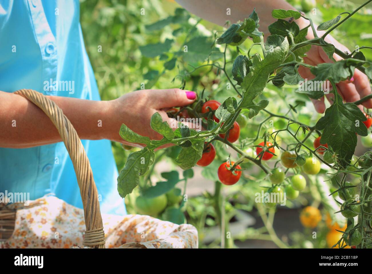 Récolte de tomates cueillant dans la maison verte. Tomate cerise dans les mains de la femme Banque D'Images